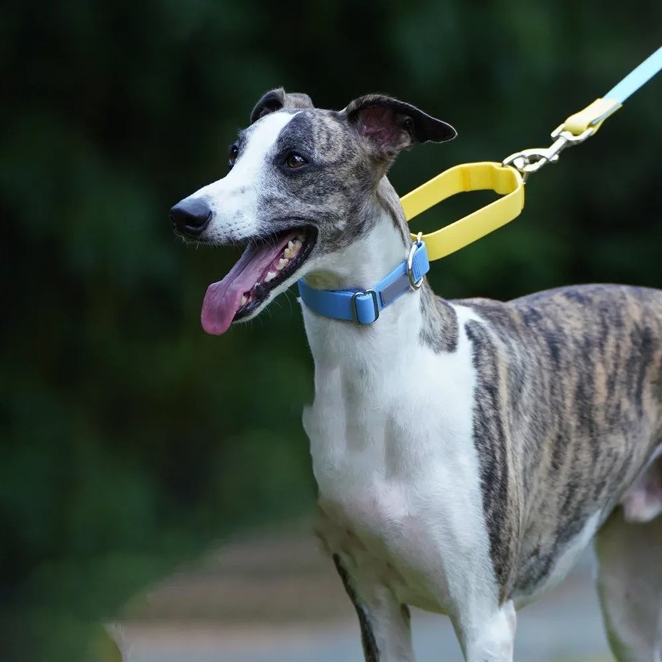 Personalized Rubber Dog Collars suppliers